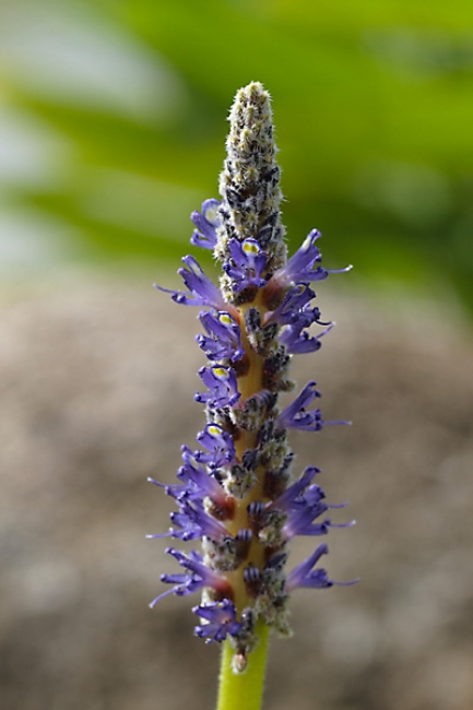 Fleurs Nanthawan Aout 2010-012